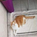 Zaginął kot, Łódź, 9 czerwca 2025