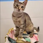 Znaleziono kota, Grudziądz, 8 kwietnia 2025