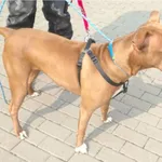 Pies odnaleziony w dniu 09.06.2025 r. przy ul. Gałczyńskiego.