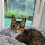 Znaleziono kota, Grudziądz, 4 kwietnia 2025