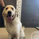 Przyjęty: 2025-06-09 Gmina: Morawica Płeć: Pies Opis: golden retriver, biszkoptowe