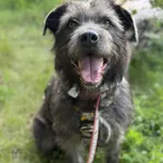 Pies do adopcji, Włocławek, 9 czerwca 2025