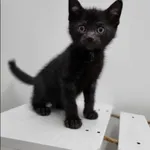 Znaleziono kota, Grudziądz, 11 maja 2025