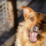 Kufel - fantastyczny kompan wciąż za kratami, pomocy! 