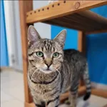 Znaleziono kota, Grudziądz, 9 kwietnia 2025