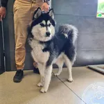 Przyjęty: 2025-06-09 Gmina: Andrychów Płeć: Pies Opis: husky, czarno-białe