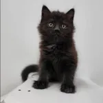 Znaleziono kota, Grudziądz, 11 maja 2025