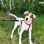 Pies do adopcji, Rytlów, 11 czerwca 2025