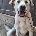 Pies do adopcji, Olsztyn, 17 maja 2025