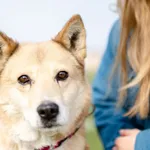 Oddam psa, Elbląg, 11 czerwca 2025