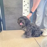 Przyjęty: 2025-06-10 Gmina: Radziechowy Wieprz Płeć: Pies Opis: mieszaniec, czarne