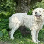 Pies do adopcji, Rytlów, 11 czerwca 2025