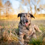 Oddam psa, Łódź, 11 czerwca 2025