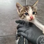 Przyjęty: 2025-06-11 Gmina: Przeciszów Płeć: Kocur Opis: europejska, biało - bure