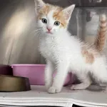 Kot do adopcji, Włocławek, 10 czerwca 2025