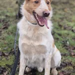 Oddam psa, Łódź, 11 czerwca 2025