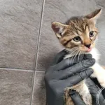 Przyjęty: 2025-06-11 Gmina: Przeciszów Płeć: Kocur Opis: europejska, biało-bure