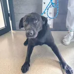 Przyjęty: 2025-06-10 Gmina: Oświęcim Płeć: Pies Opis: w typie labradora, czarne