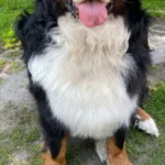 Zaginął pies, Tuszyn, 11 czerwca 2025