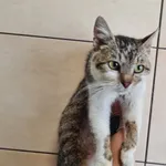 Przyjęty: 2025-06-11 Gmina: Przeciszów Płeć: Kotka Opis: europejska, buro-biała