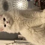 Zaginął kot, Łódź, 12 czerwca 2025