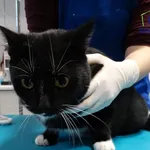 Kot do adopcji, Szczecin, 19 listopada 2024