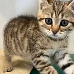 Kot do adopcji, Henrykowo, 12 czerwca 2025