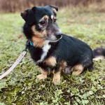 Pies do adopcji, Szczecin, 7 listopada 2024