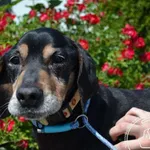 Pies do adopcji, Chełmek, 28 lutego 2025