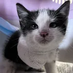 Przyjęty: 2025-06-11 Gmina: Libiąż Płeć: Kocur Opis: europejska, czarno biały