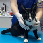 Kot do adopcji, Szczecin, 18 listopada 2024