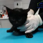 Kot do adopcji, Szczecin, 9 grudnia 2024