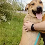 Pies do adopcji, Pawłowo, 12 czerwca 2025