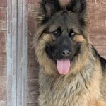 Sunia znaleziona w Siekierkach Wielkich