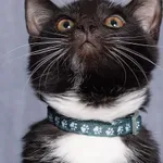 Kot do adopcji, Gdańsk, 12 czerwca 2025