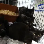 Kot do adopcji, Szczecin, 5 listopada 2024