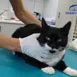 Kot do adopcji, Szczecin, 23 października 2024