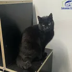 Kot do adopcji, Szczecin, 20 września 2024