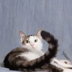 Kot do adopcji, Gdańsk, 7 maja 2025