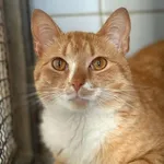 Znaleziono kota, Lublin, 10 czerwca 2025