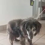 Znaleziono psa, Dobra, 12 czerwca 2025