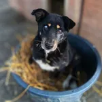 Oddam psa, Gdańsk, 13 czerwca 2025