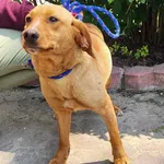 Znaleziono psa, Toruń, 13 czerwca 2025