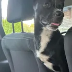 Zaginął pies, Miedźno, 13 czerwca 2025