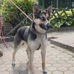 Znaleziono psa, Toruń, 12 czerwca 2025