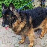 Znaleziono psa, Toruń, 12 czerwca 2025