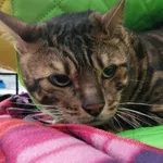 Znaleziono kota, Toruń, 12 czerwca 2025