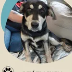 Znaleziono psa, Dąbrówka, 10 czerwca 2025