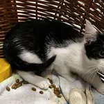 Kocurek poz. 25/277/K