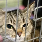 Znaleziono kota, Wałbrzych, 6 czerwca 2025